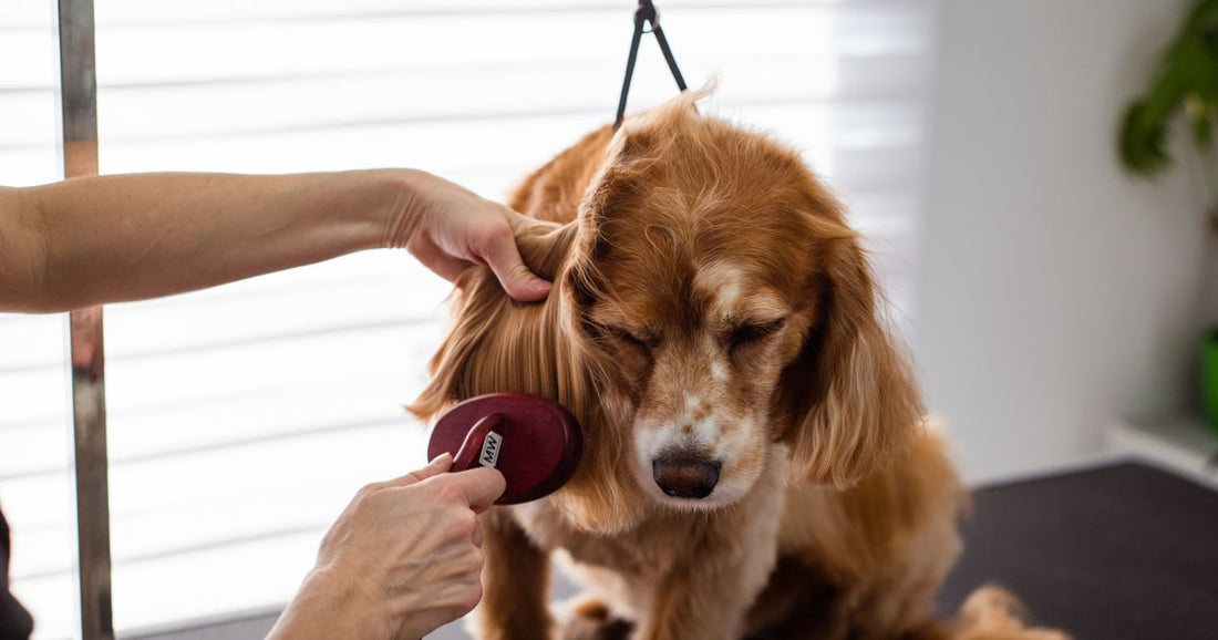 Best Pet Grooming Brush for Shedding Dogs: Our Top Picks