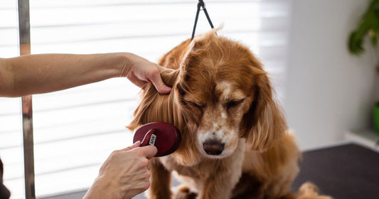 Best Pet Grooming Brush for Shedding Dogs: Our Top Picks